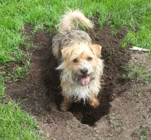 Honden die kuilen graven