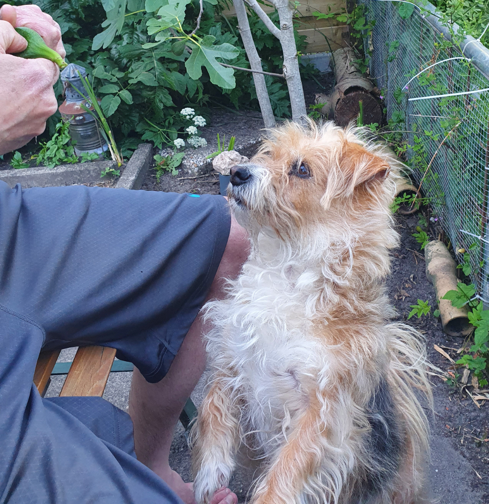 honden die fruit eten