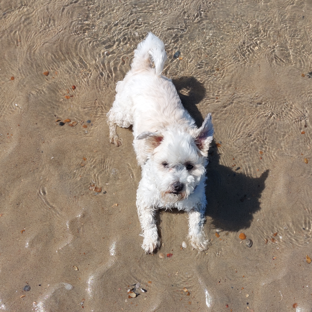 met je hond naar het strand