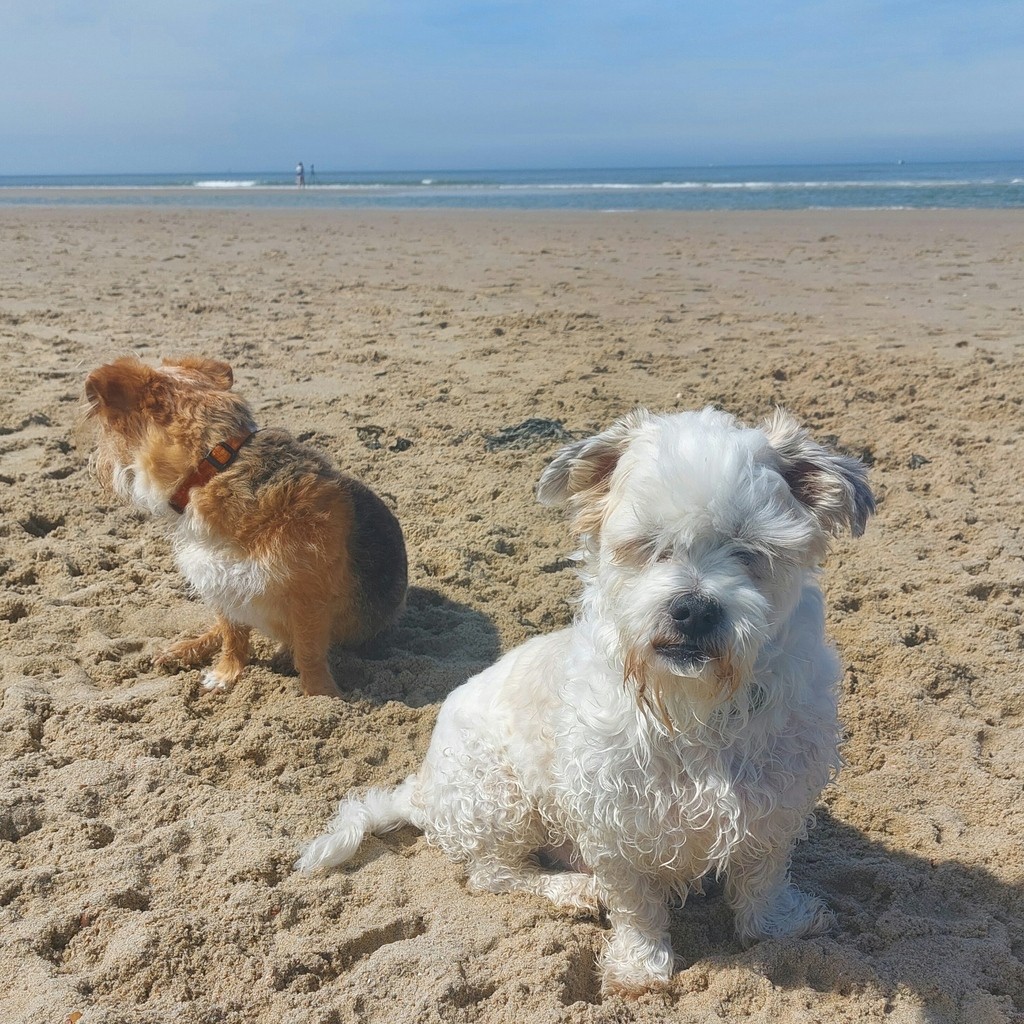 hond mee naar het strand